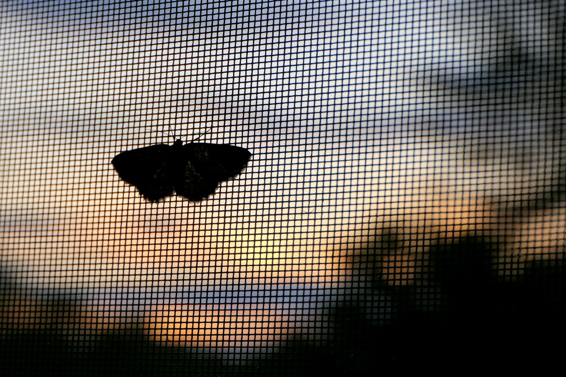 Fluture de noapte oprit de plasa anti-insecte a unei ferestre, la apus